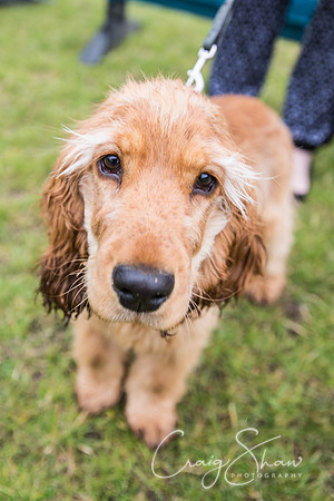 847_WJsCanineFunDay2015_craigshaw
