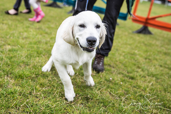 856_WJsCanineFunDay2015_craigshaw