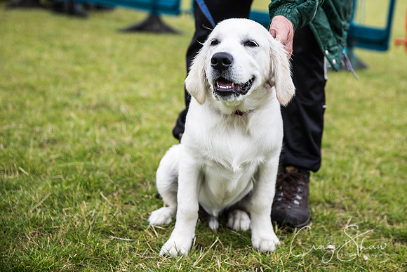 861_WJsCanineFunDay2015_craigshaw