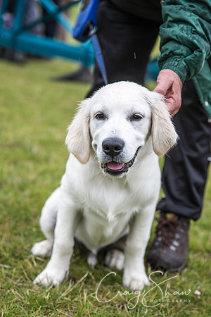 863_WJsCanineFunDay2015_craigshaw