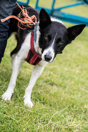 875_WJsCanineFunDay2015_craigshaw