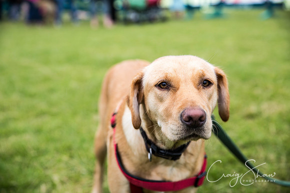 913_WJsCanineFunDay2015_craigshaw
