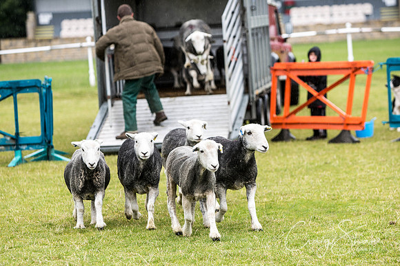 992_WJsCanineFunDay2015_craigshaw