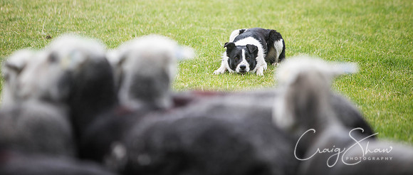 1042_WJsCanineFunDay2015_craigshaw