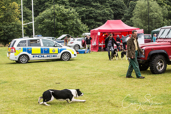 1105_WJsCanineFunDay2015_craigshaw