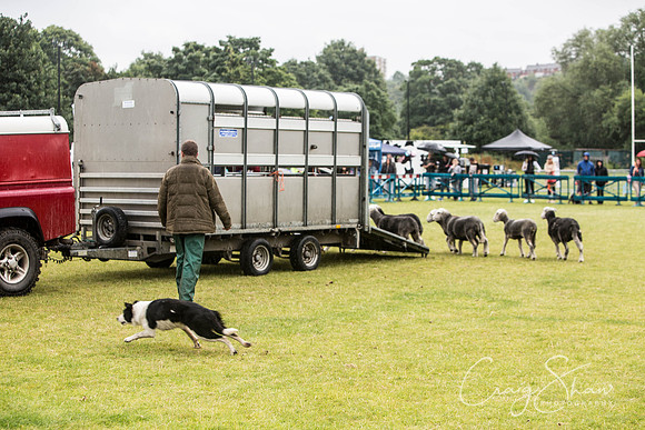 1109_WJsCanineFunDay2015_craigshaw