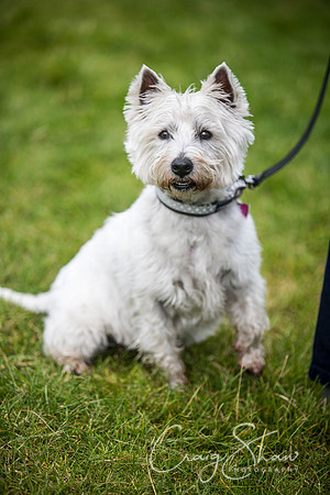 1117_WJsCanineFunDay2015_craigshaw