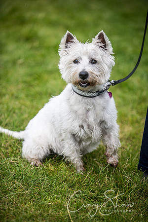 1118_WJsCanineFunDay2015_craigshaw