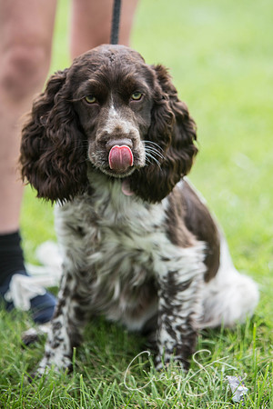105_RSPCAHXHuddsDogDayAfternoon2015_craigshaw