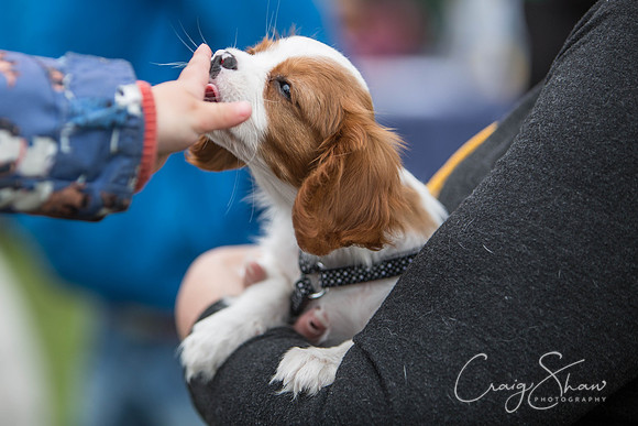 306_RSPCAHXHuddsDogDayAfternoon2015_craigshaw