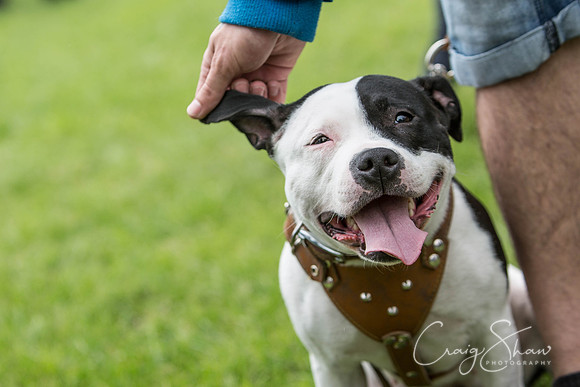 340_RSPCAHXHuddsDogDayAfternoon2015_craigshaw