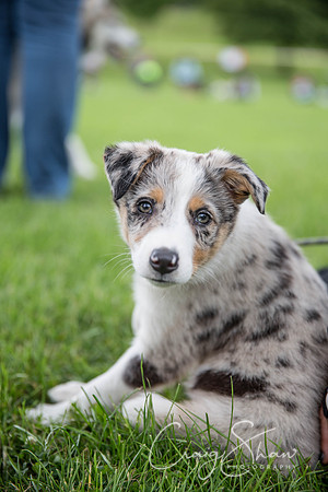443_RSPCAHXHuddsDogDayAfternoon2015_craigshaw