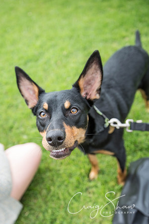 557_RSPCAHXHuddsDogDayAfternoon2015_craigshaw