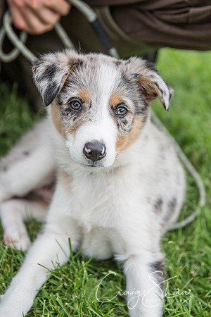 582_RSPCAHXHuddsDogDayAfternoon2015_craigshaw