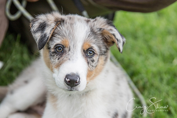 582_RSPCAHXHuddsDogDayAfternoon2015_craigshaw-2