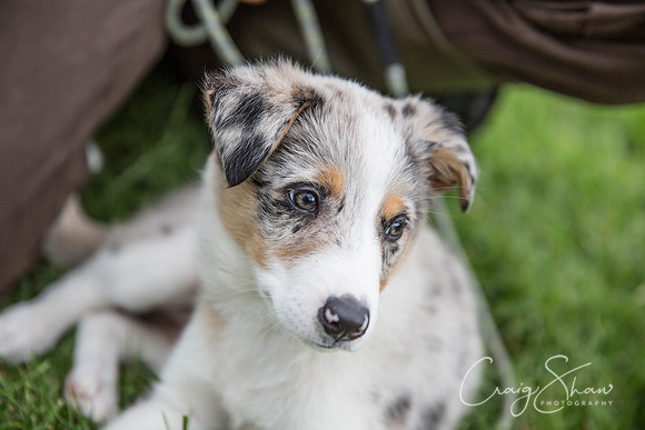 587_RSPCAHXHuddsDogDayAfternoon2015_craigshaw