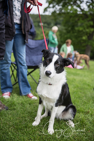 599_RSPCAHXHuddsDogDayAfternoon2015_craigshaw