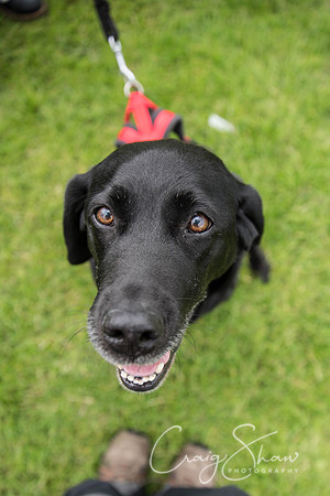 605_RSPCAHXHuddsDogDayAfternoon2015_craigshaw