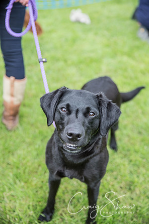 622_RSPCAHXHuddsDogDayAfternoon2015_craigshaw