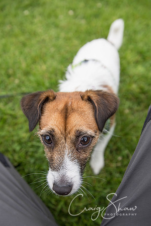 723_RSPCAHXHuddsDogDayAfternoon2015_craigshaw