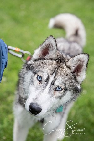 737_RSPCAHXHuddsDogDayAfternoon2015_craigshaw