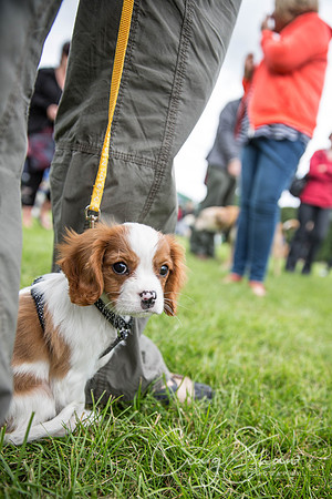867_RSPCAHXHuddsDogDayAfternoon2015_craigshaw