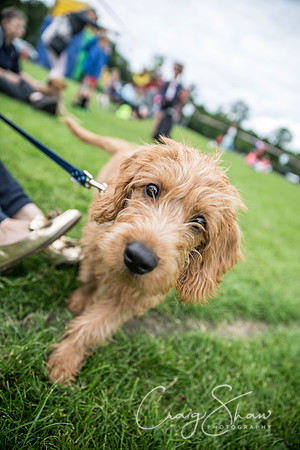 919_RSPCAHXHuddsDogDayAfternoon2015_craigshaw