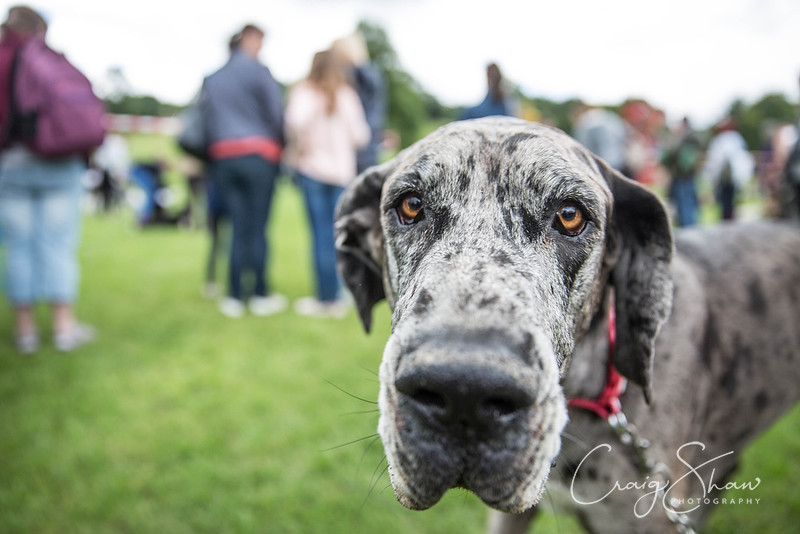 1287_RSPCAHXHuddsDogDayAfternoon2015_craigshaw