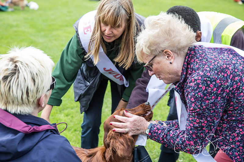 761_RSPCAHXHuddsDogDayAfternoon2015_craigshaw
