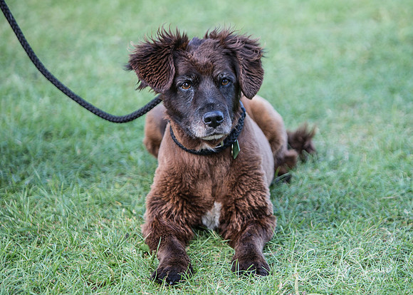 2480_K9Partyinthepark2014_RSPCAHalifax_bluplanetphoto