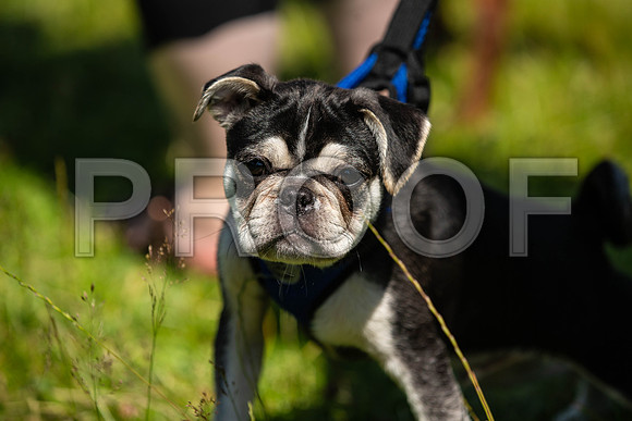 1682__PAWSFundogShow_July2022_cshaw