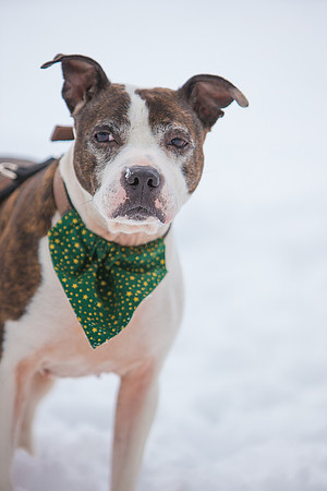 Dog Portraiture