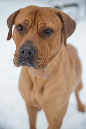 Dog Portraiture