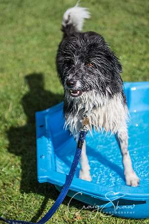1930_K9Partyinthepark2014_RSPCAHalifax_bluplanetphoto
