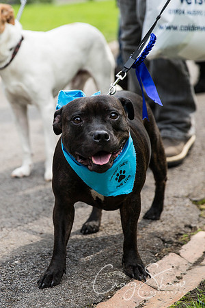 827_DoggyDashHudds2015_bluplanetphoto