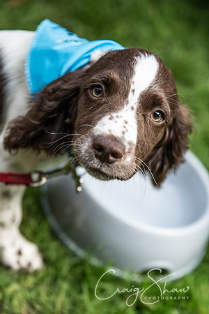 936_DoggyDashHudds2015_bluplanetphoto