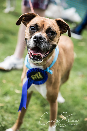 1037_DoggyDashHudds2015_bluplanetphoto