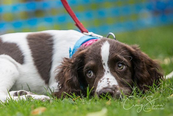 1197_DoggyDashHudds2015_bluplanetphoto