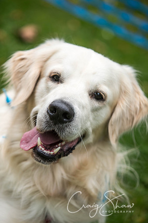 1227_DoggyDashHudds2015_bluplanetphoto