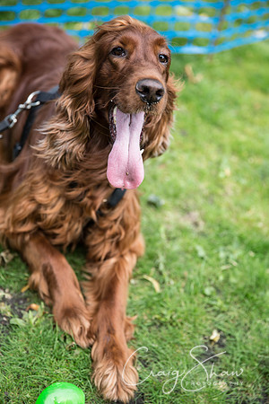 1293_DoggyDashHudds2015_bluplanetphoto