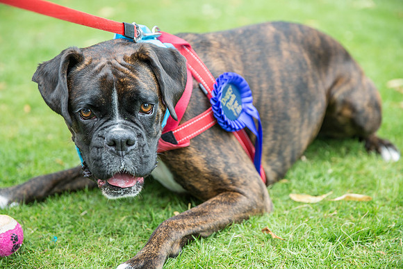 1397_DoggyDashHudds2015_bluplanetphoto