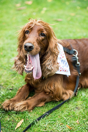 1414_DoggyDashHudds2015_bluplanetphoto