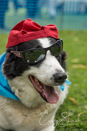 1528_DoggyDashHudds2015_bluplanetphoto