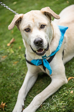 1531_DoggyDashHudds2015_bluplanetphoto