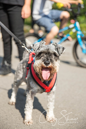 107_DoggyDashHudds2015_bluplanetphoto