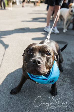 116_DoggyDashHudds2015_bluplanetphoto
