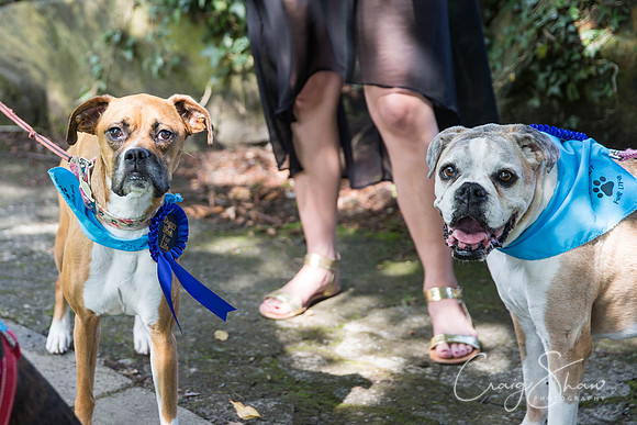 640_DoggyDashHudds2015_bluplanetphoto