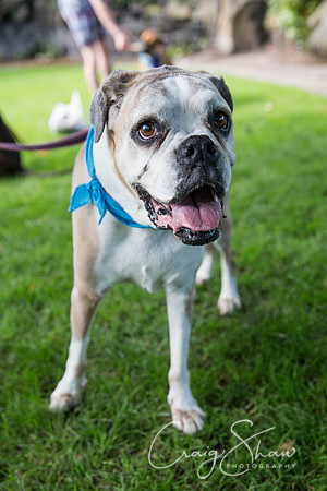 681_DoggyDashHudds2015_bluplanetphoto