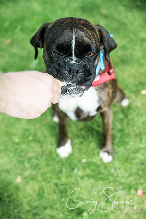 688_DoggyDashHudds2015_bluplanetphoto