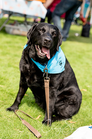 741_DoggyDashHudds2015_bluplanetphoto